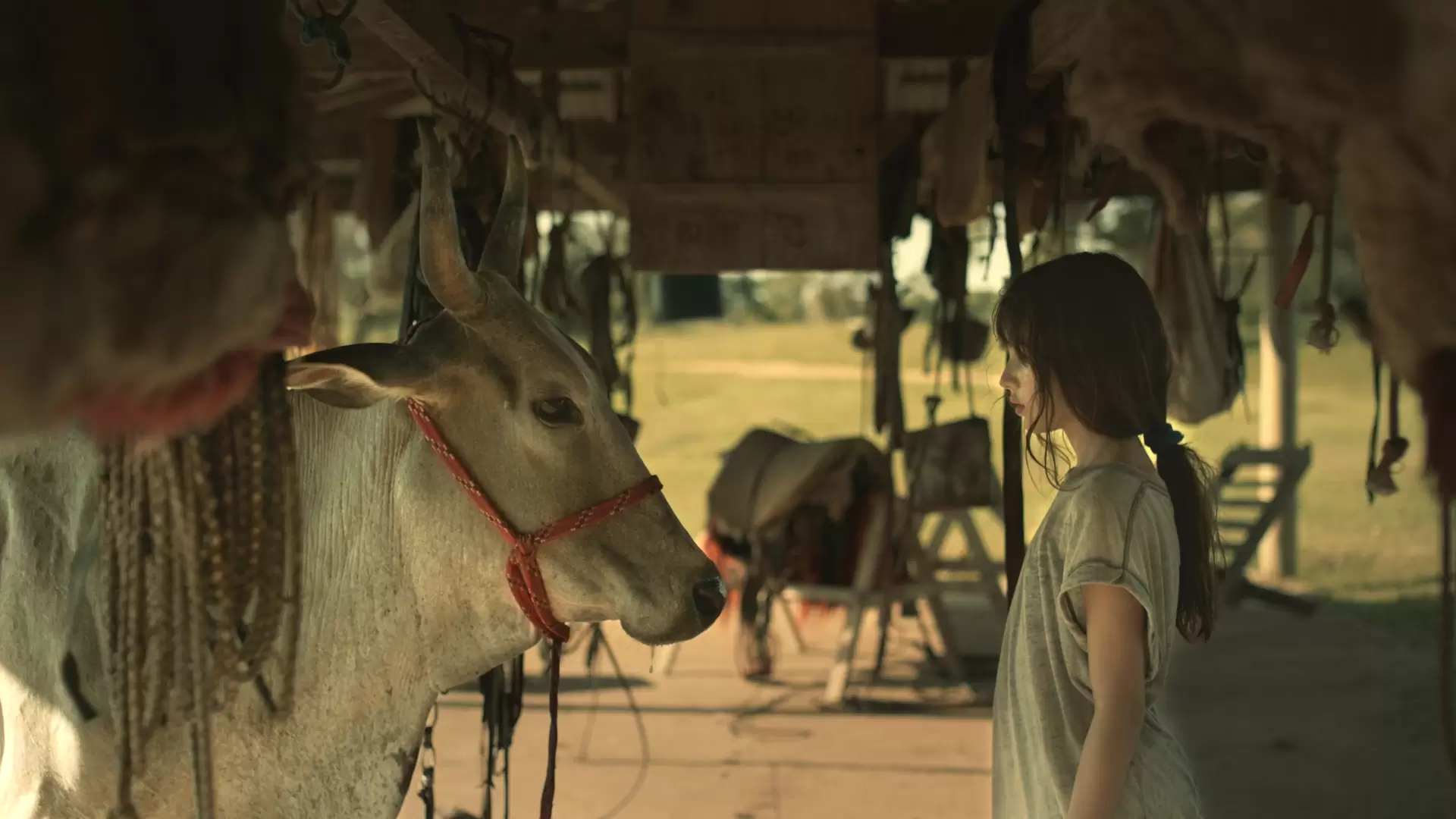 母愛是一頭牛-圖片